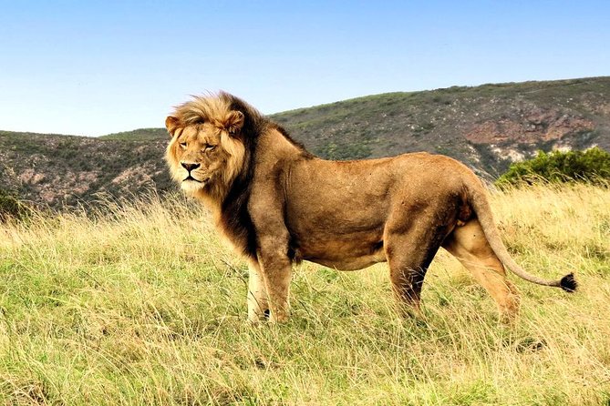 2 Day South African Wildlife Tour with 4x4 Safari from Cape Town - Buffelsdrift Bush Drive: When “Smaller Wildlife” Is the Point