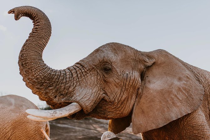 2 Day Wild Heart Western Cape Safari Tour with Private Transfers - Key Points Worth Knowing Before You Go