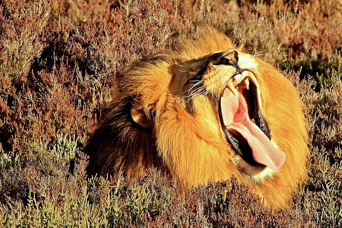 2 Day Wild Heart Western Cape Safari Tour with Private Transfers - Price and Value: What You’re Really Paying For