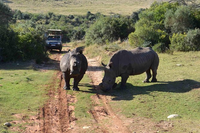 2 Day Wild Heart Western Cape Safari Tour with Private Transfers - Botlierskop Private Game Reserve: Malaria-Free 4x4 Safari Time