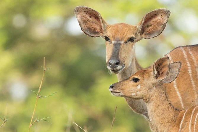 2 Day Zulu Safari Adventure from Durban - St Lucia Estuary hippo and crocodile cruise: the best way to start
