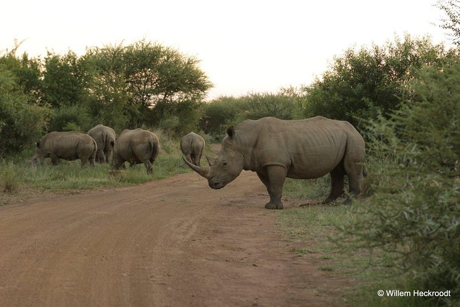 2-Days Pilanesberg best chance to view "Big 5" with private extended safari - Key things to know before you go