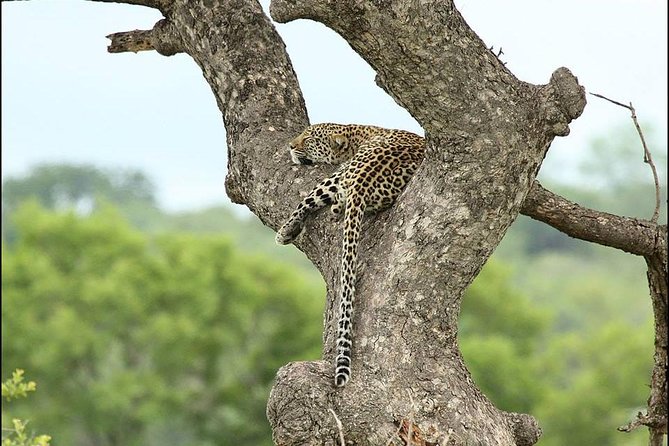 2-Days Pilanesberg best chance to view "Big 5" with private extended safari - From Pretoria and the Magaliesberg route into Pilanesberg