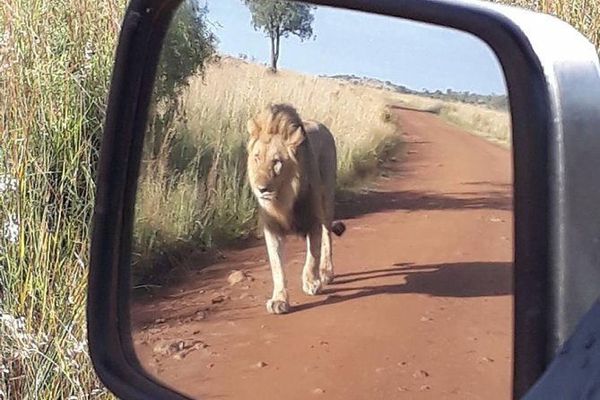 2-Days Pilanesberg best chance to view "Big 5" with private extended safari - Dawn Day 2: open-vehicle drive and a slow breakfast on the terrace