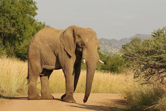 2-Days Pilanesberg best chance to view "Big 5" with private extended safari - Getting back to Johannesburg, plus optional add-on stops