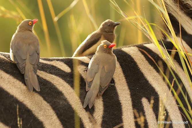 2-Days Pilanesberg best chance to view "Big 5" with private extended safari - Day 1 at the park gate, then a private 5-hour safari SUV