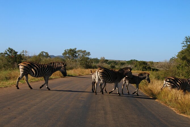 2 Days Pilanesberg National Park Luxury Safari - Johannesburg To Pilanesberg: The Ride That Sets The Tone