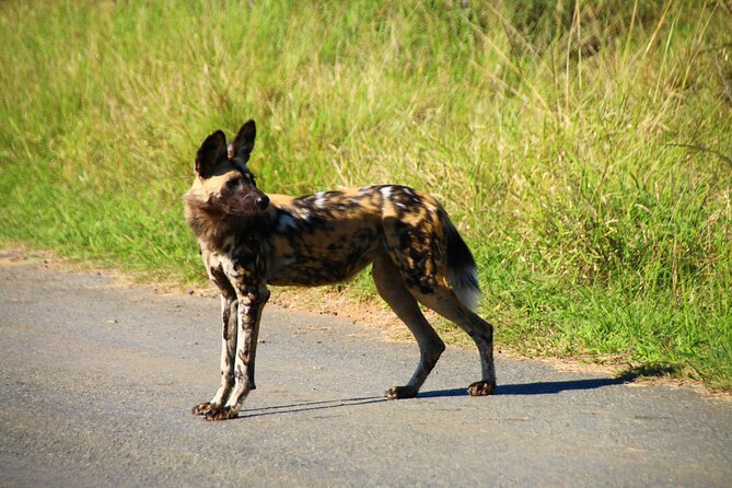 2 Days Pilanesberg National Park Luxury Safari - Why Pilanesberg’s Volcano Crater And Vegetation Mix Matter