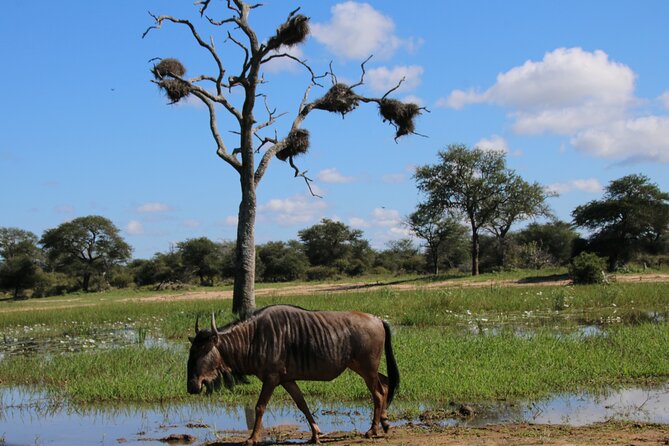 2 Days Pilanesberg National Park Luxury Safari - What’s Included, And How To Budget The Rest