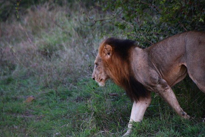 2 Days Pilanesberg National Park Luxury Safari - Photo Chances, Animal Chances, And The Role Of The Guide