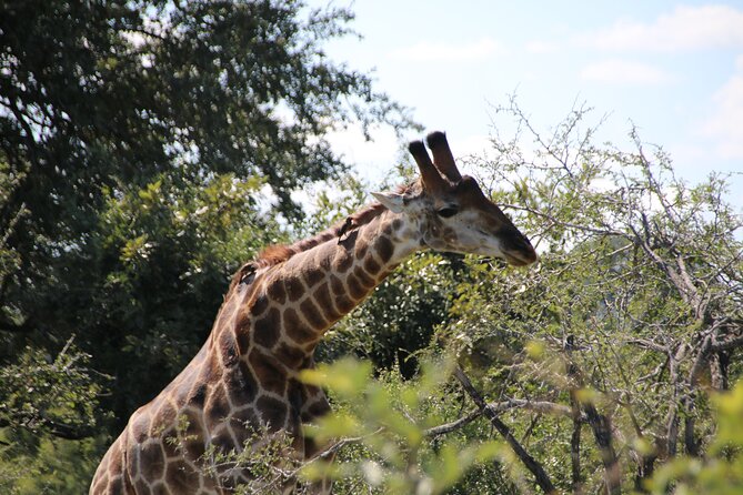2 Days Pilanesberg National Park Luxury Safari - Who This Tour Fits Best