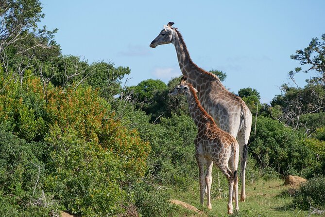2 Days Pilanesberg National Park Luxury Safari - Sunset Game Drive: Why Late Afternoon Is Such A Good Bet