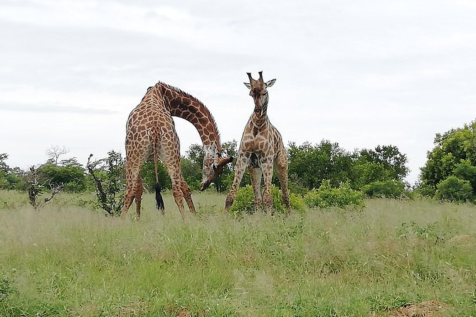2 Days Pilanesberg Safari 4 star lodge - Why Pilanesberg works so well for a short safari