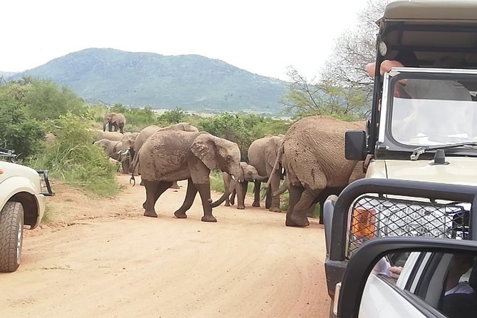 2 Days Pilanesberg Safari 4 star lodge - Day 1: closed-vehicle morning drive, then sunset open-vehicle viewing