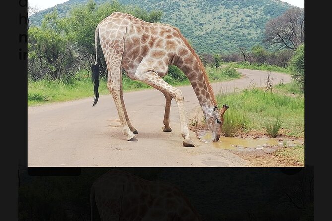 2 Days Pilanesberg Safari 4 star lodge - Day 2: the 6:00 am open-vehicle drive and the optional extra sighting push