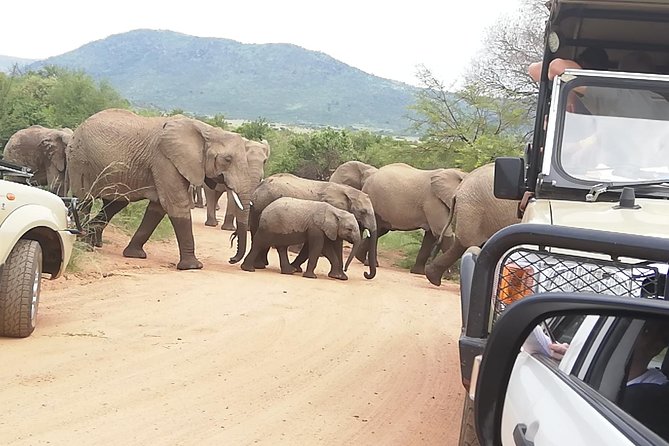 2 Days Pilanesberg Safari 4 star lodge - Private safari pacing: what you gain with a group-only tour