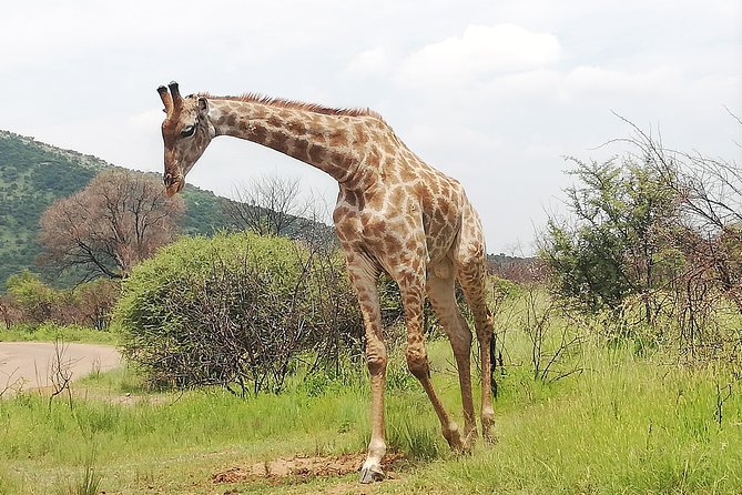 2 Days Pilanesberg Safari 4 star lodge - How to increase your odds of seeing big species