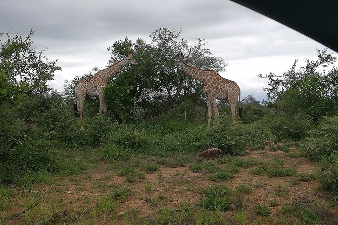 2 Days Pilanesberg Safari 4 star lodge - Vehicle choice matters more than you think