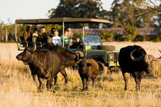 2-Hour Game Drive at the Plettenberg Bay Game Reserve - Key Things to Know Before You Go