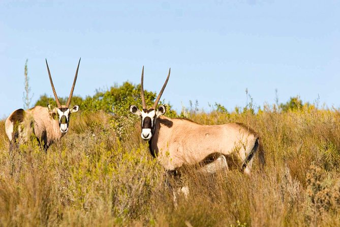 2-Hour Game Drive at the Plettenberg Bay Game Reserve - The Scenic N2 Run That Sets Up Your Safari Mood