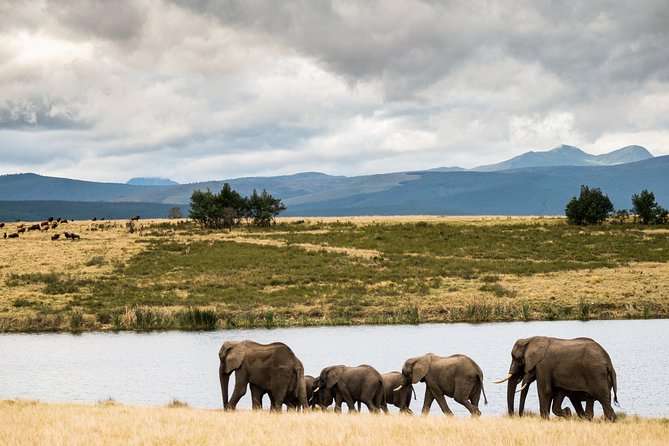 2-Hour Game Drive at the Plettenberg Bay Game Reserve - Wildlife Targets Beyond the Headline Big Five