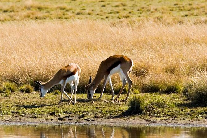 2-Hour Game Drive at the Plettenberg Bay Game Reserve - Timing: Morning vs Afternoon Departures