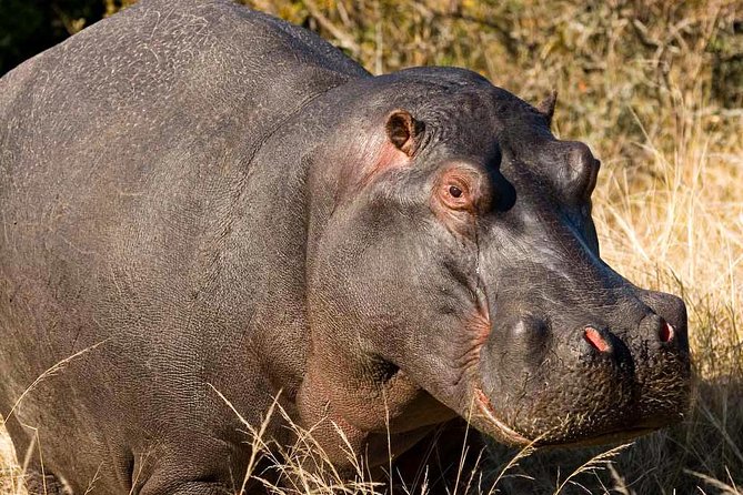 2-Hour Game Drive at the Plettenberg Bay Game Reserve - Vehicle Comfort and Group Size: Practical Expectations