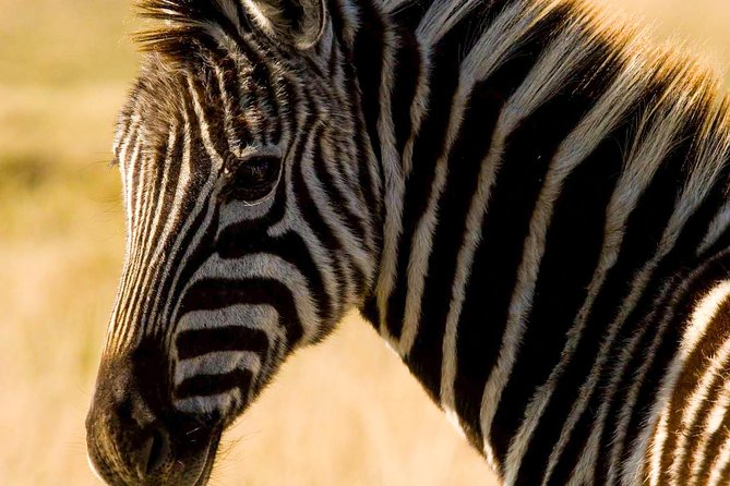 2-Hour Game Drive at the Plettenberg Bay Game Reserve - Price and Value: Why $57.24 Can Be a Good Garden Route Move