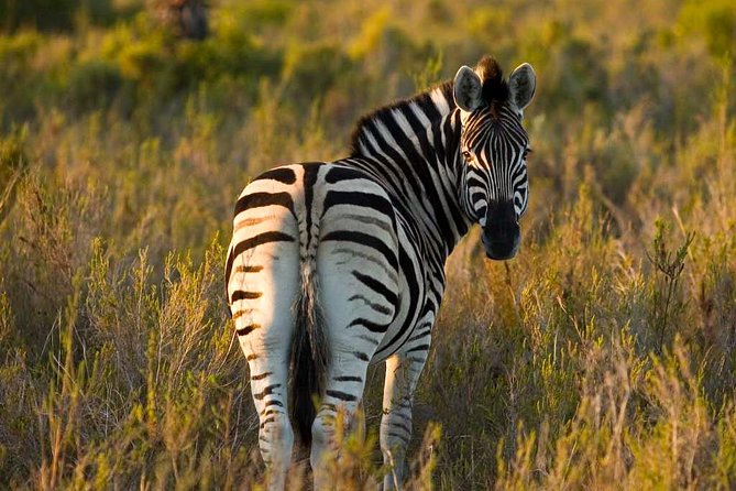 2-Hour Game Drive at the Plettenberg Bay Game Reserve - Inside the Reserve: What Happens During the 2-Hour Drive