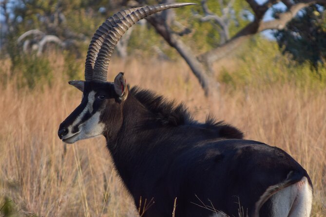 2-Hour Horseback Safari in Hartbeespoort - Price and Value: What $54.83 Buys You