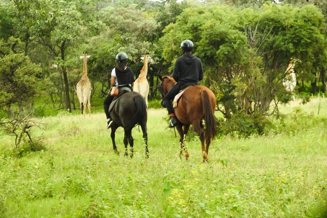 2-Hour Horseback Safari in Hartbeespoort - Weather and Timing: When This Ride Works Best