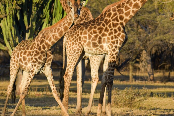 2-Hour Horseback Safari in Hartbeespoort - How the 2-Hour Ride Is Actually Structured