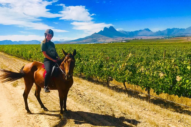 2 Hour Vineyard Trail Ride - Why This Vineyard Horse Ride Beats a Typical Winelands Day