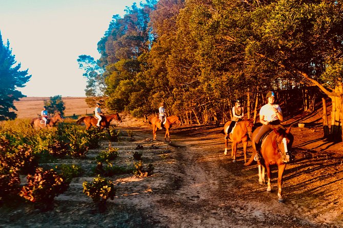 2 Hour Vineyard Trail Ride - Stop 3: Spier Wine Farm, a Short Taster-Style Stop