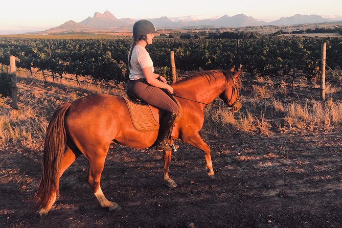 2 Hour Vineyard Trail Ride - Guides, Horses, and the Human Side of Service