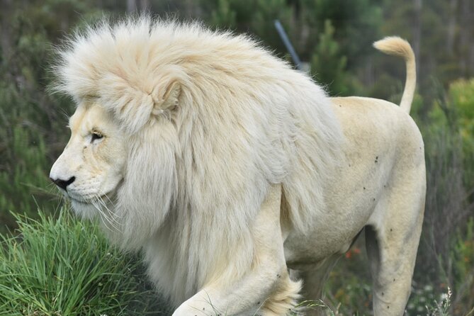 2 Night Tenikwa Experience - Lion cabin living, where dinner happens almost at your doorstep