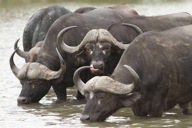 2-Nights 5-star Sanbona Game Reserve with private transfers to and from Sanbona - The Cape Town to Sanbona flow: pickup at 8:00, welcome lounge by noon