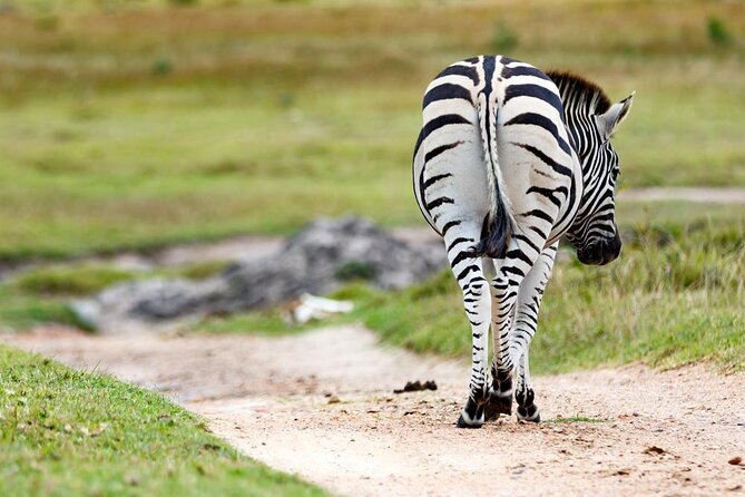 2hr Guided Game Drive at 10h00; Kragga Kamma Game Park Ticket - Key things to know before you go
