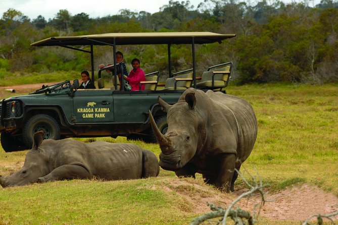 2hr Guided Game Drive at 10h00; Kragga Kamma Game Park Ticket - Kragga Kamma at 10am: the short safari that actually fits your schedule