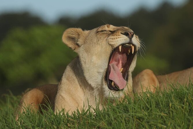 2hr Guided Game Drive at 10h00; Kragga Kamma Game Park Ticket - Guide style and group size: the difference between seeing and learning