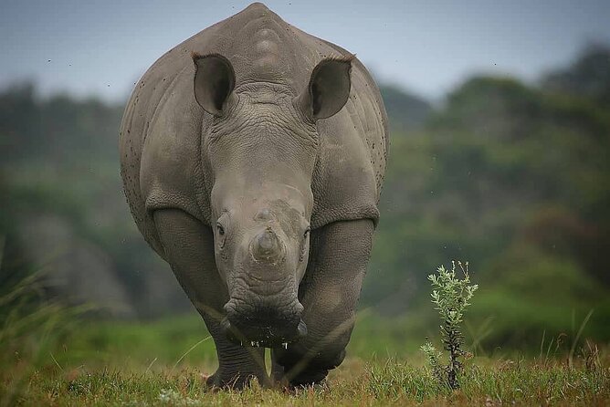 2hr Guided Game Drive at 10h00; Kragga Kamma Game Park Ticket - Logistics that actually affect your day
