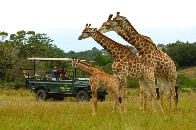 2hr Guided Game Drive at 10h00; Kragga Kamma Game Park Ticket - Cheetah viewing in a private enclosure: how to set expectations
