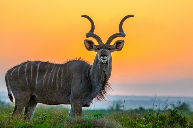 3 Day 2 Night Hluhluwe, St Lucia, Isimangaliso Tour - Cape Vidal bush and beach: half day, plus snorkeling time