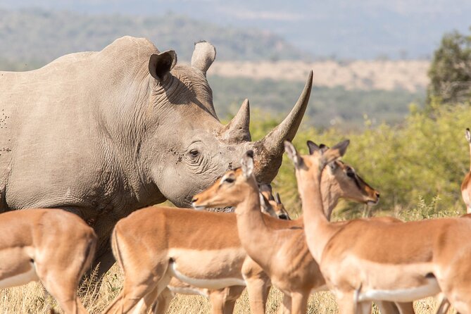3 Day 2 Night Hluhluwe, St Lucia, Isimangaliso Tour - Timing, vehicles, and what your day will feel like