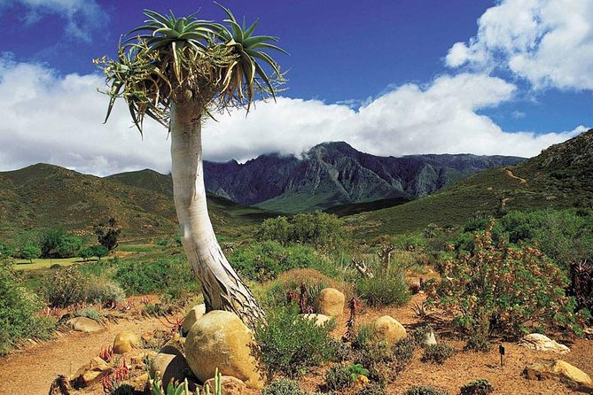 3 Day Big 5 and Bungee Tour - Garden Route Small Group Tour from Cape Town - Early pickup and minivan rhythm from Cape Town