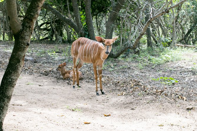 3 Day Budget Tent Kruger National Park Safari - What You’ll Feel on a Kruger Day