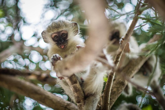3 Day Classic Kruger National Park Safari - What open-sided vehicles really change about safari