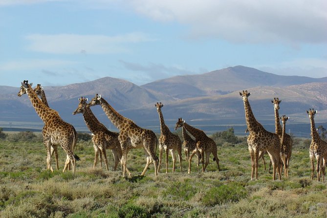 3 Day Garden Route Highlights and Safari with Private Transfers - Day 1: Route 62 to Oudtshoorn, then Cango Caves