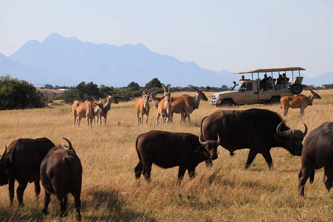 3 Day Garden Route Highlights and Safari with Private Transfers - Should you book this Garden Route and safari combo?