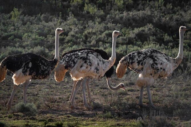 3 Day Garden Route Private Tour - The real value of a private Garden Route trip from Cape Town